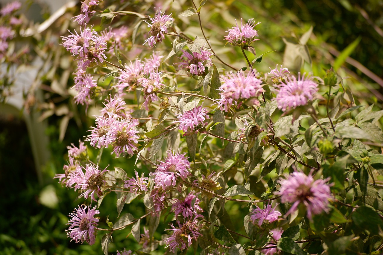 Bee Balm Plant