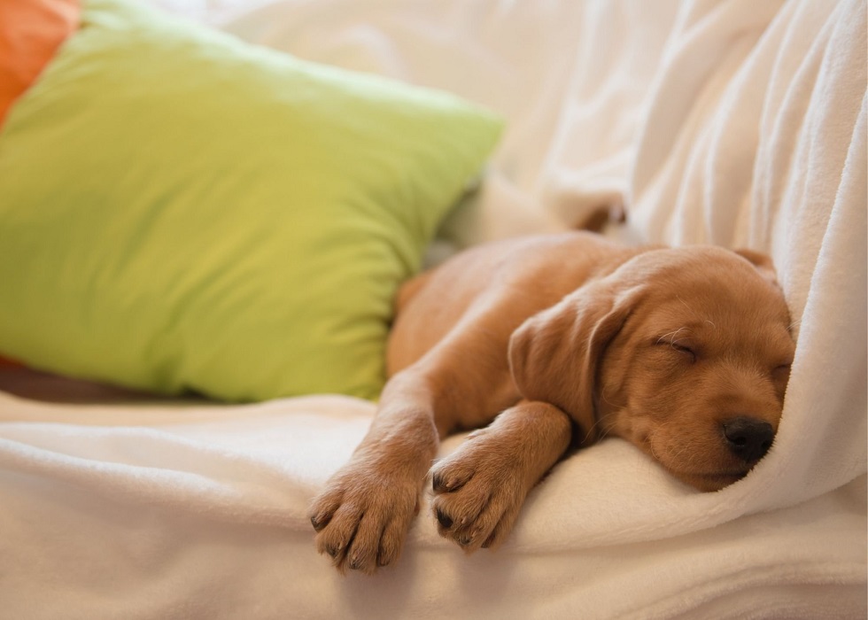 Why Is My Dog Sleeping Alone?