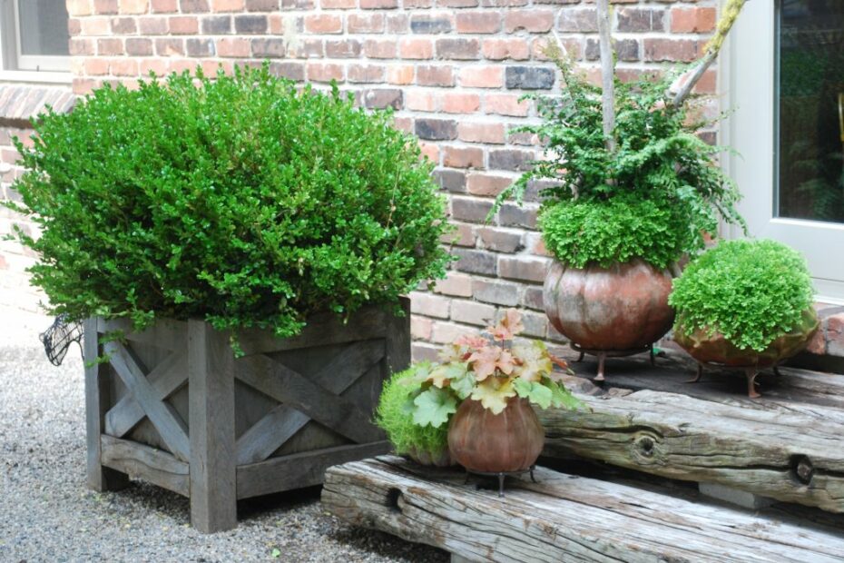 Boxwoods Plant