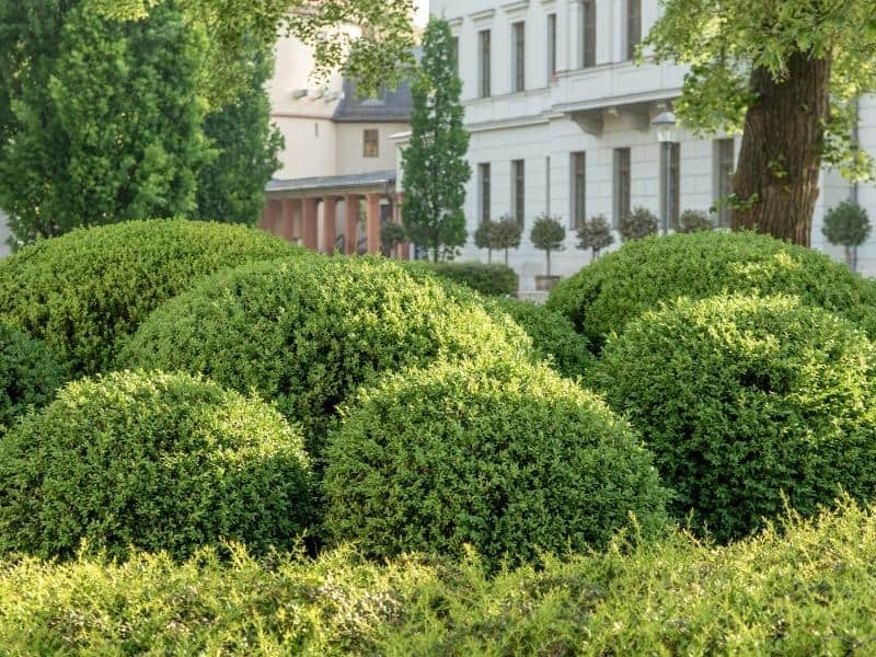 Boxwoods Plants