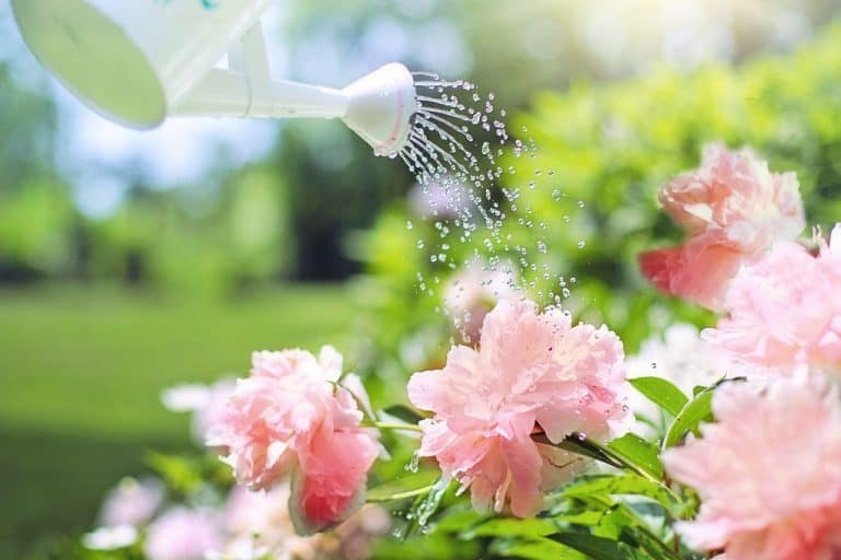 Is Distilled Water Good for Plants?