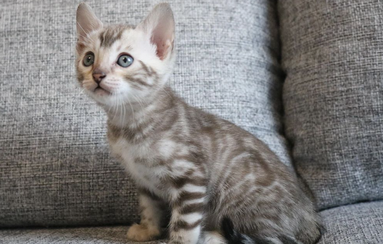 Snow Bengal Cat:Colors + More Interesting Facts