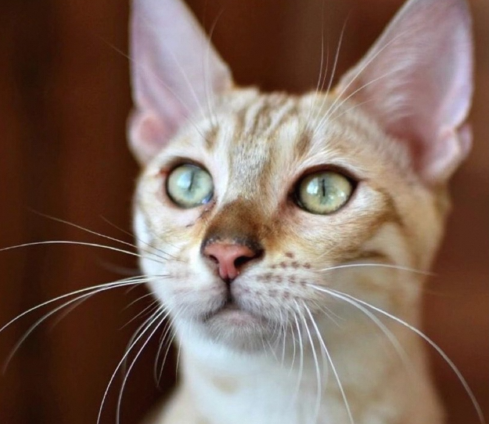 Snow Bengal Cat:Colors + More Interesting Facts