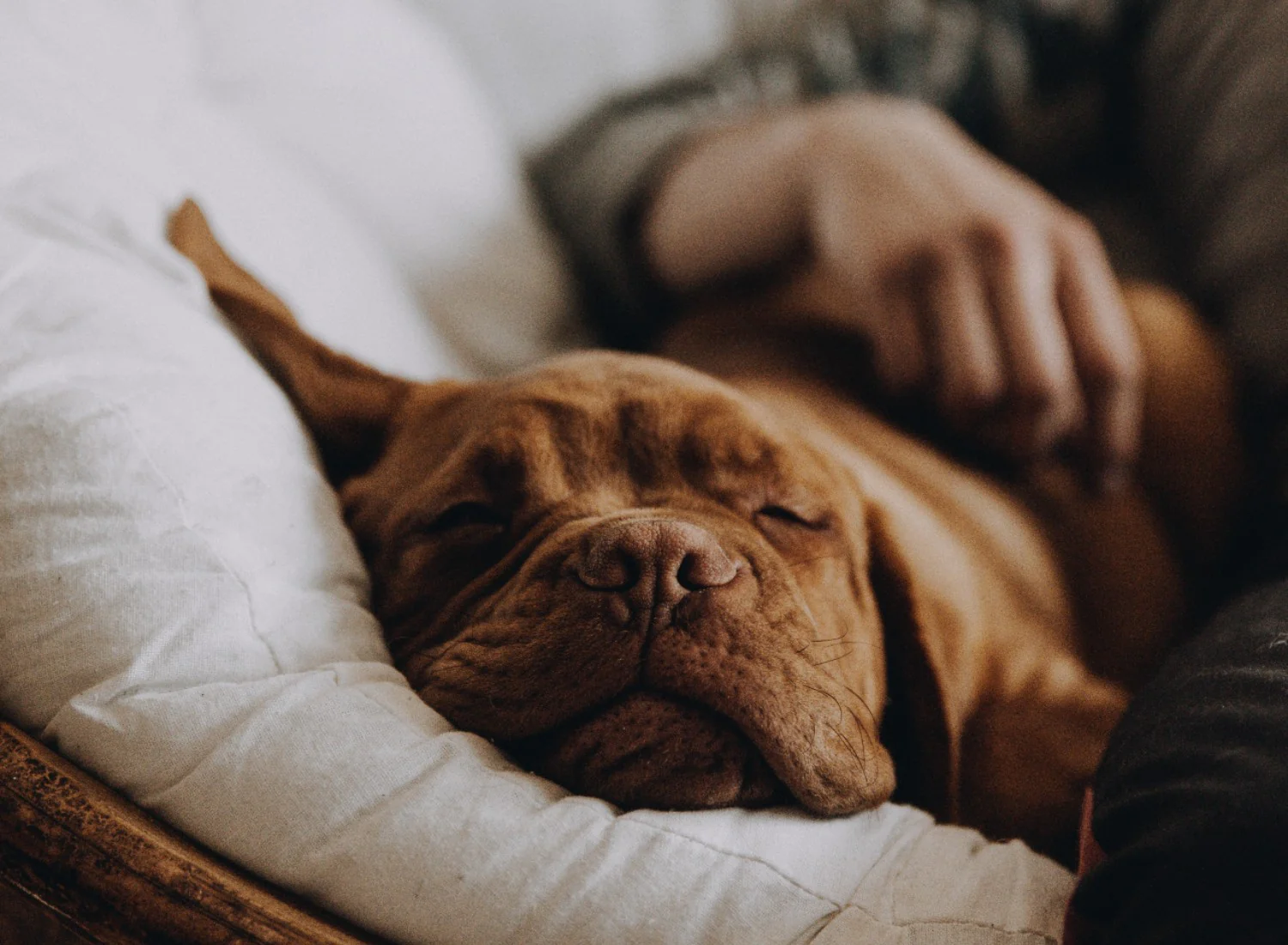 Why Is My Dog Sleeping Alone?