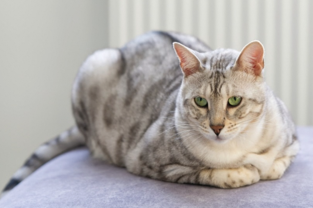 Snow Bengal Cat:Colors + More Interesting Facts