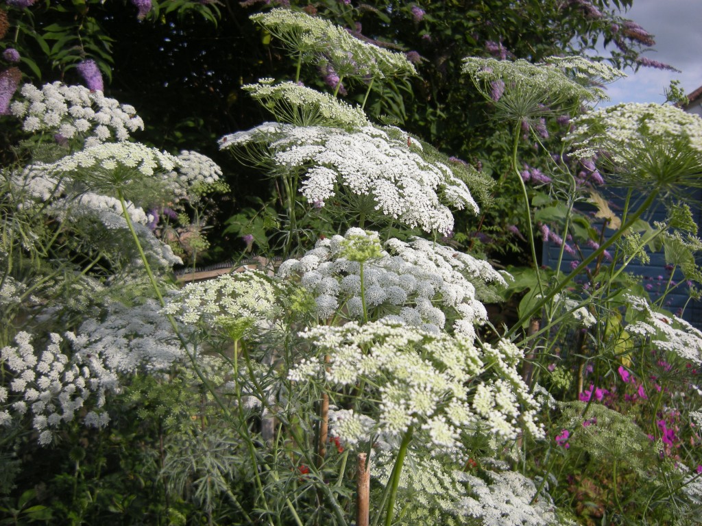 Ammi Majus Plant