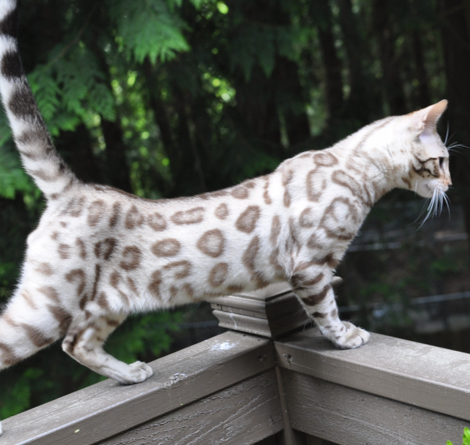 Snow Bengal Cat:Colors + More Interesting Facts