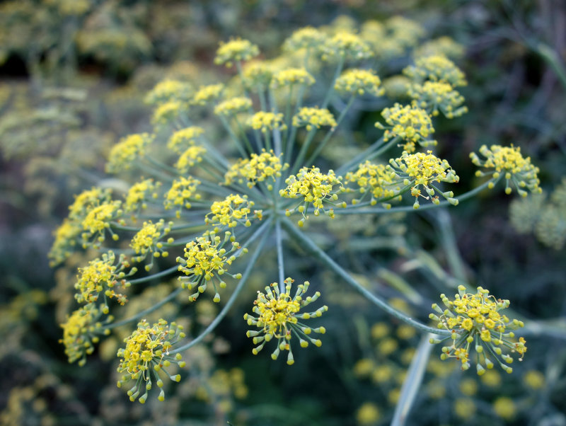 Bronze Fennel Plant