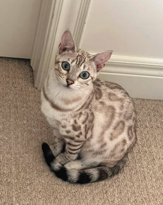 Snow Bengal Cat:Colors + More Interesting Facts