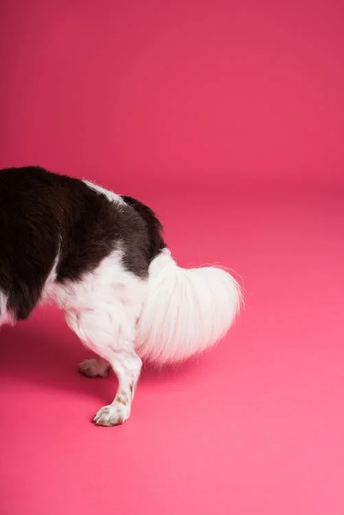 Dog Tail Between Legs – What Does It Mean?