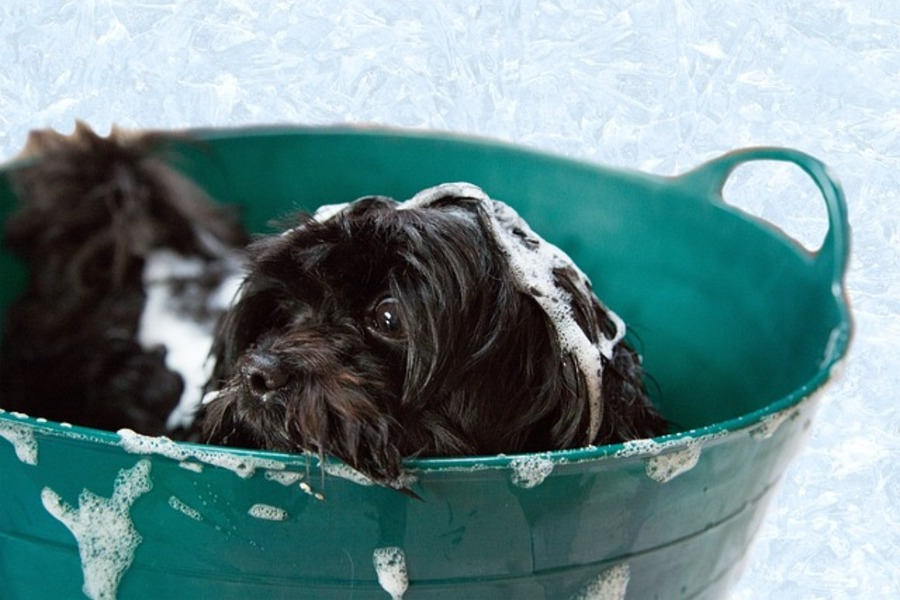 Dog Soap: Cautions on Using Soap for Dogs