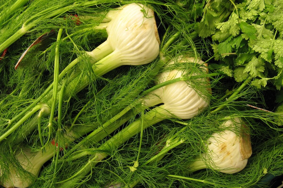 Fennel Plant