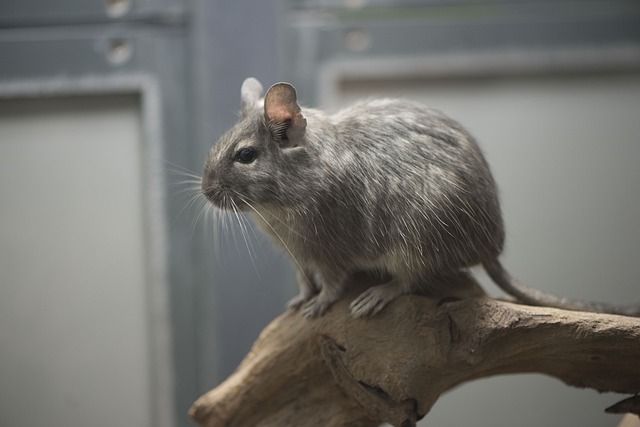 can  gerbils eat oranges