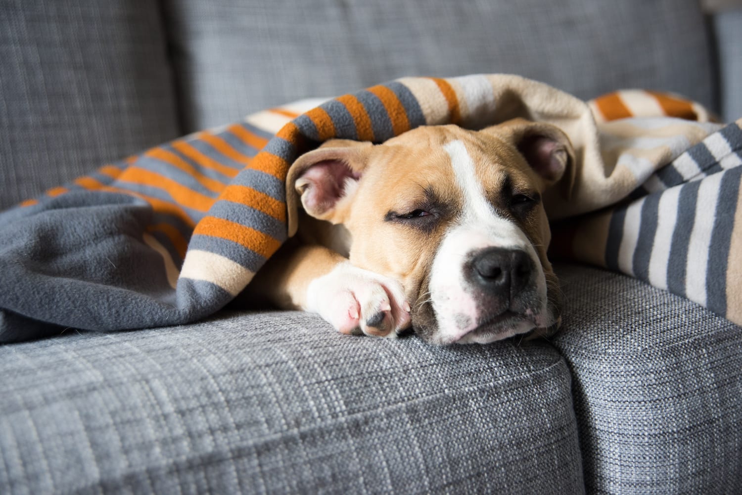 Why Is My Dog Sleeping Alone?