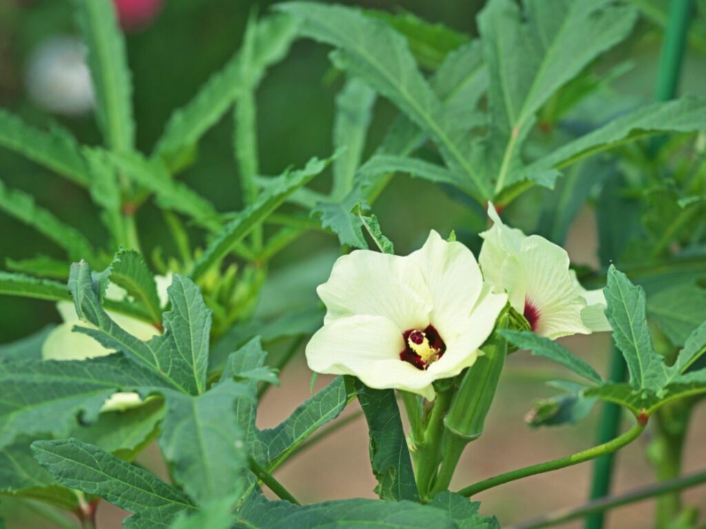 How Tall Can Okra Plants Grow? 