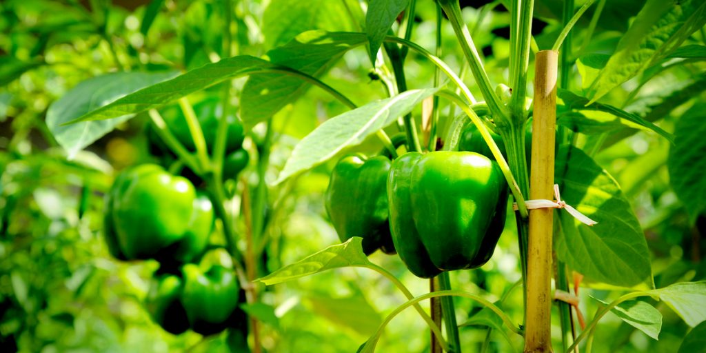 Pepper plants
