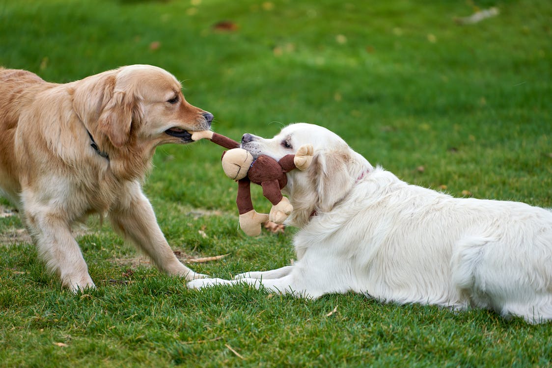 10 Toys to Keep Your Dog Busy