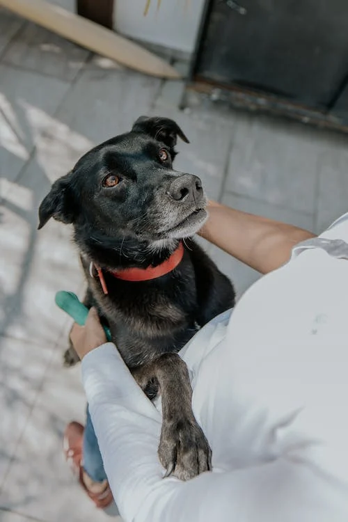 How to Treat Anxiety in Senior Dogs