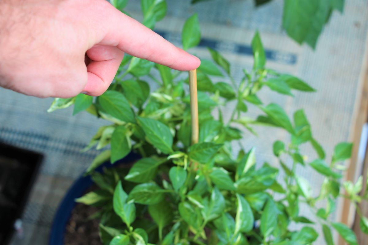 How to Stake Pepper Plants ?