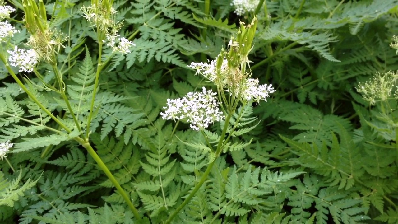 Sweet Cicely