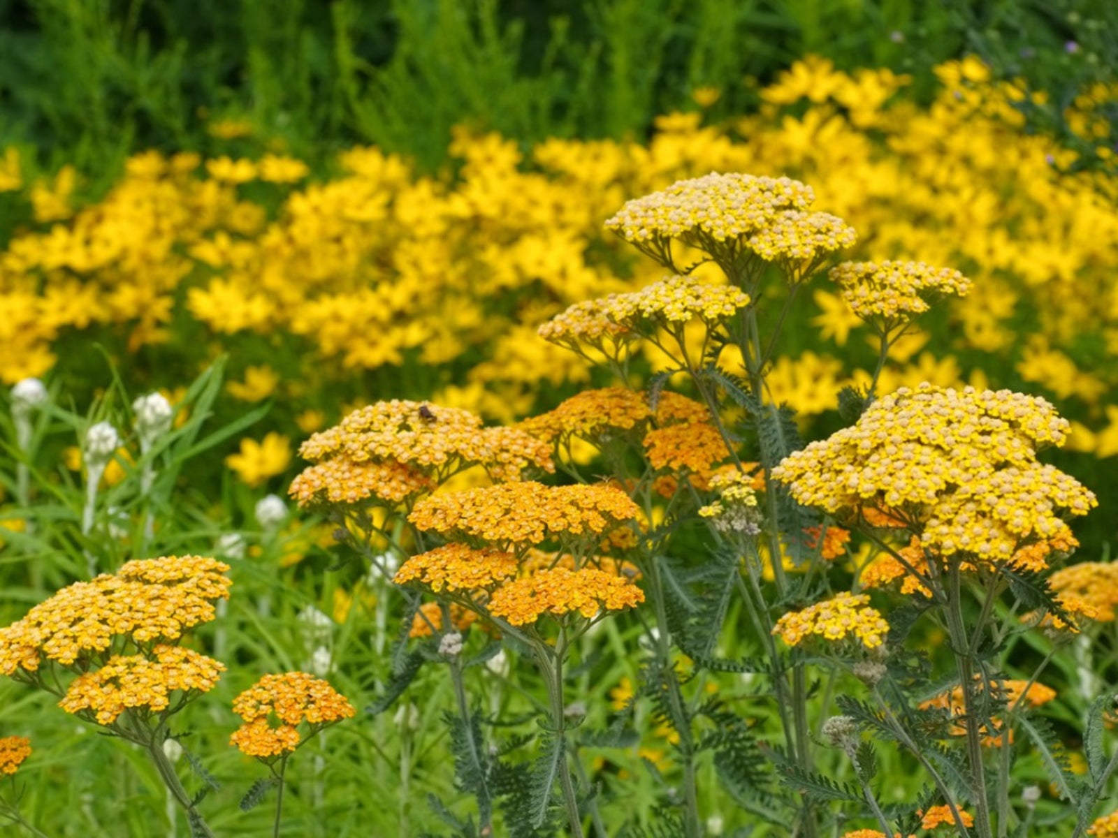 Yarrow Plant