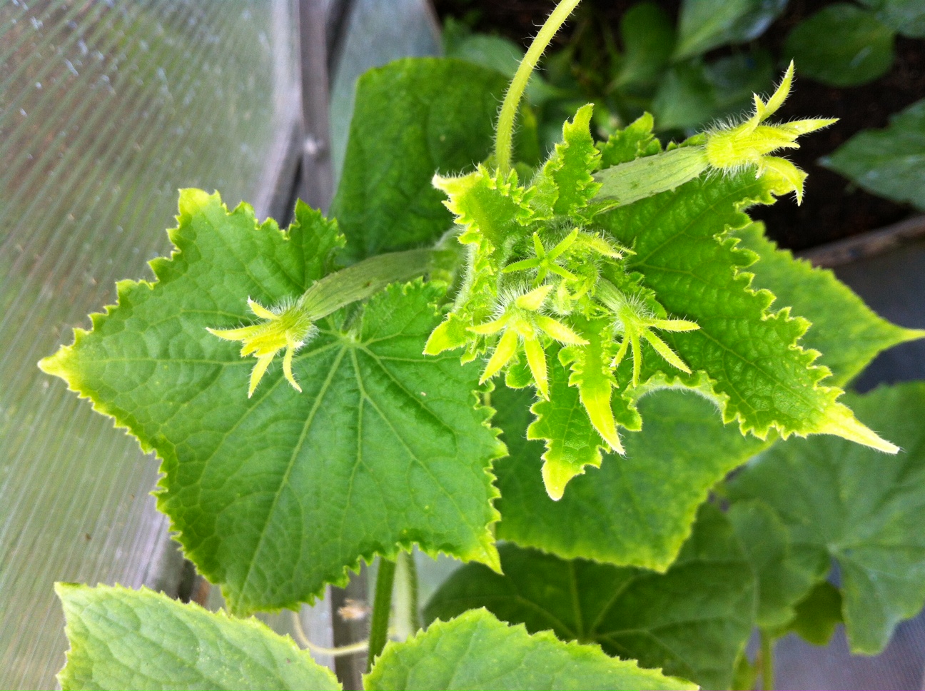 Cucumber Leaves