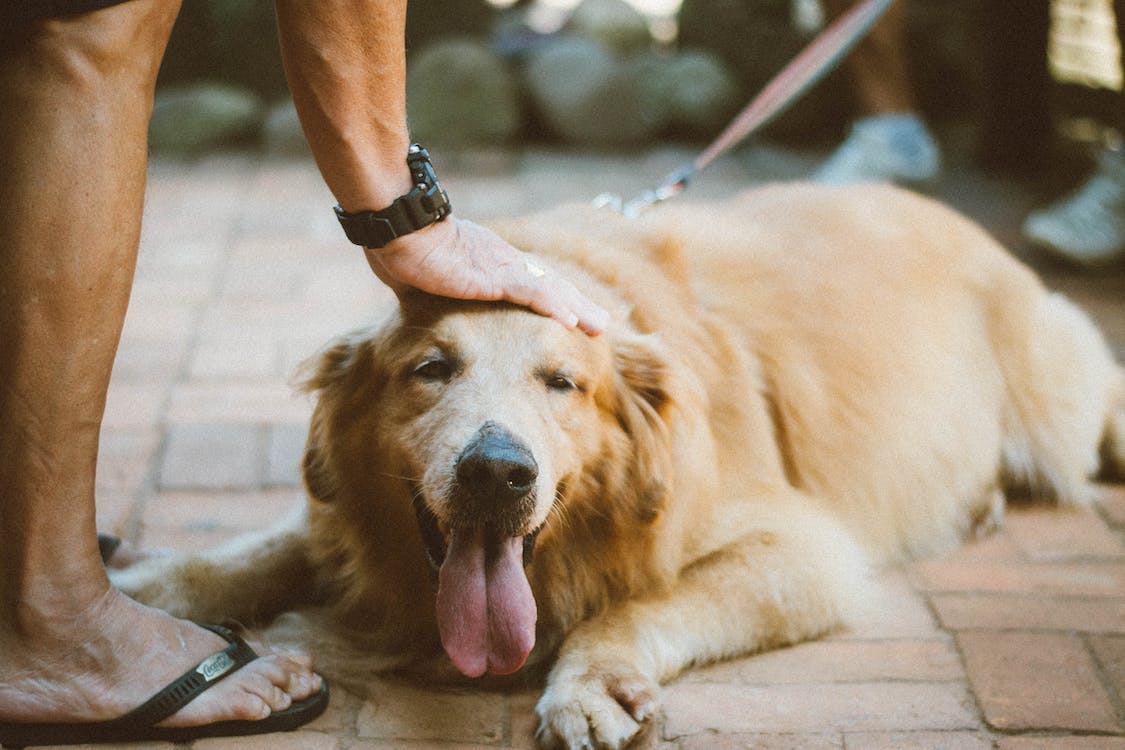 Why Does My Dog Dislike Being Touched?
