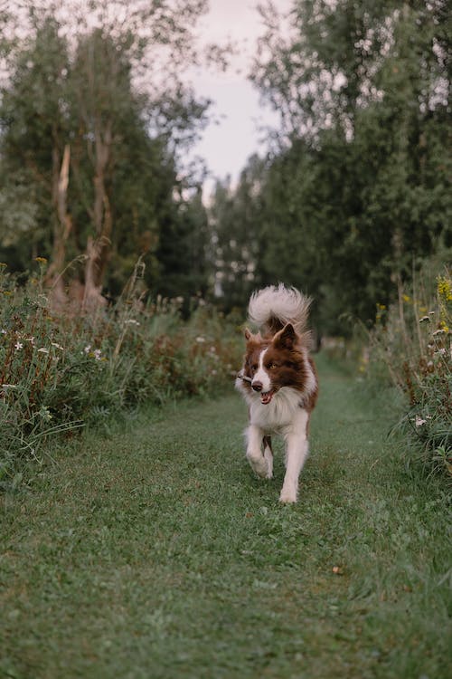 Your Dog’s Knees: What You Need to Know