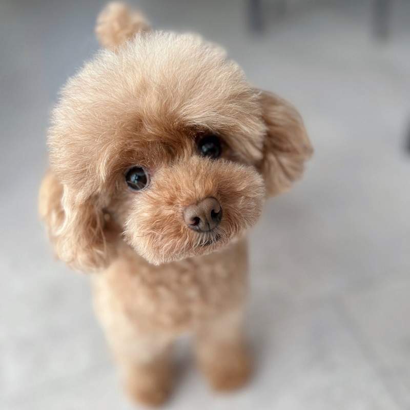 Recommended for poodles! Fluffy Slicker Poodle Brush