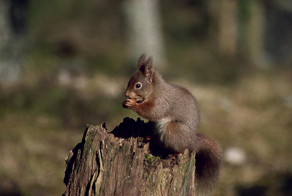 fox squirrel vs red squirrel