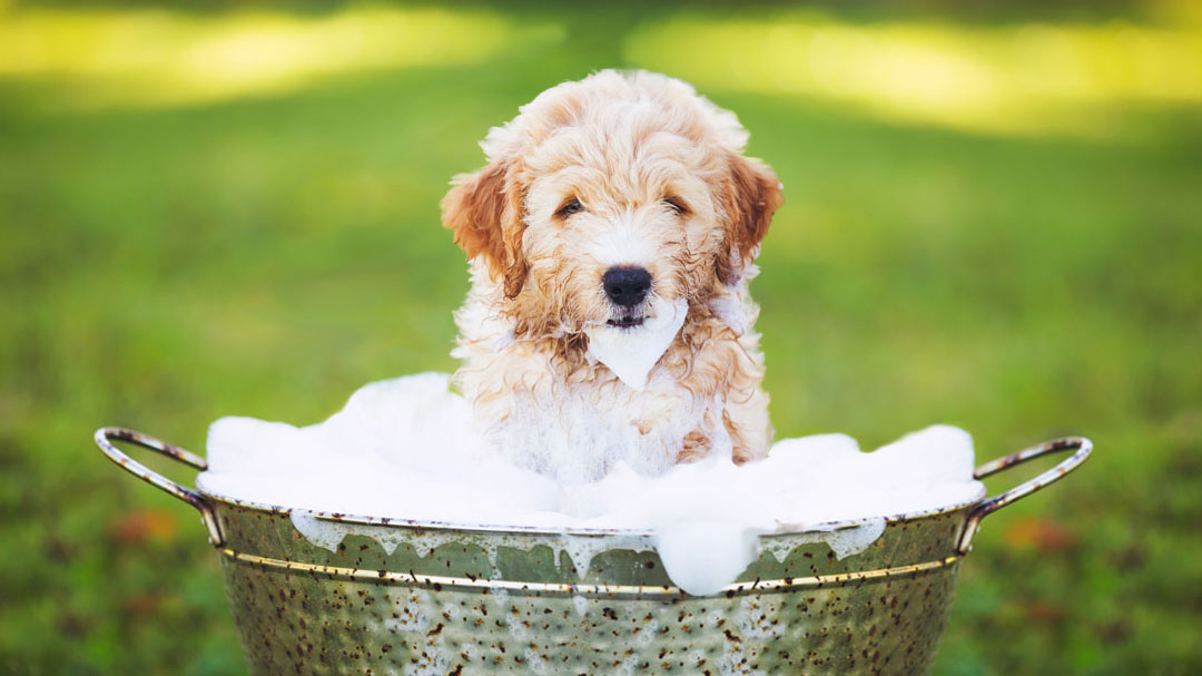 Dog Soap: Cautions on Using Soap for Dogs