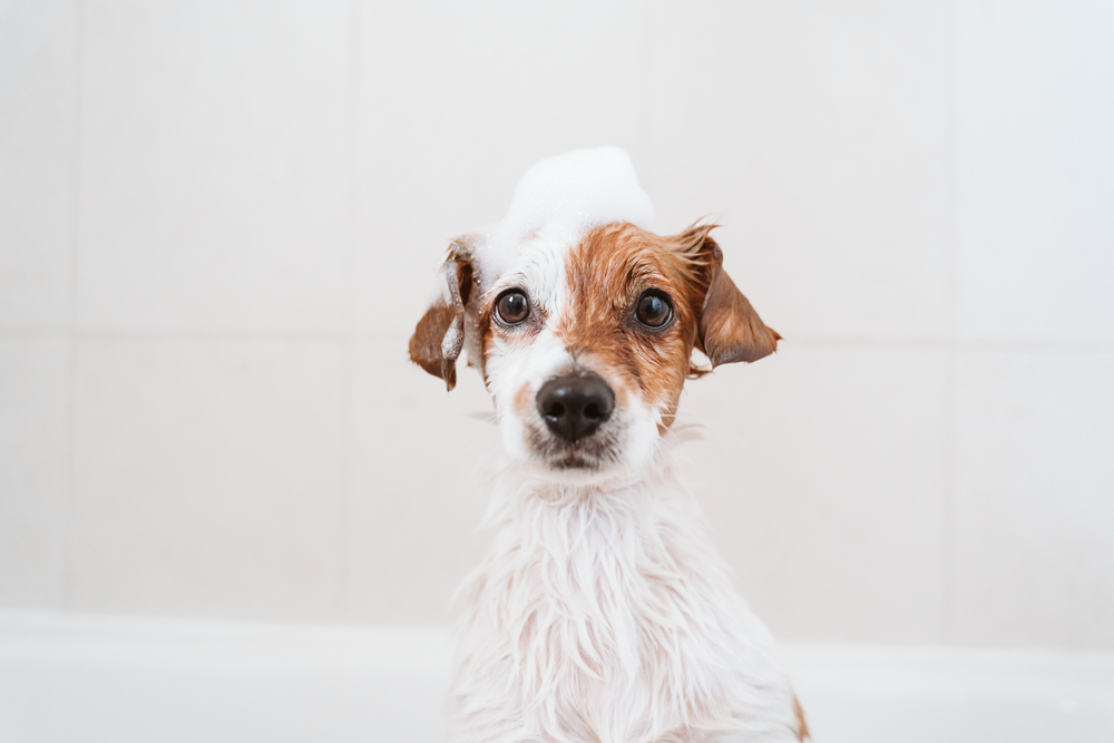 Dog Soaps: Which Is The Best One For Dogs?