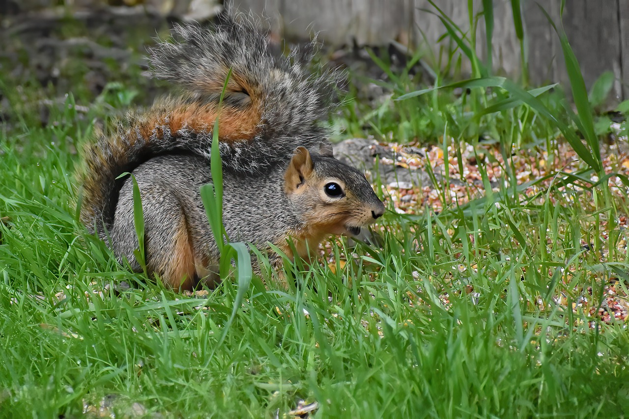 fox squirrel vs red squirrel