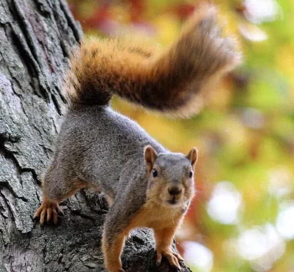 fox squirrel vs red squirrel