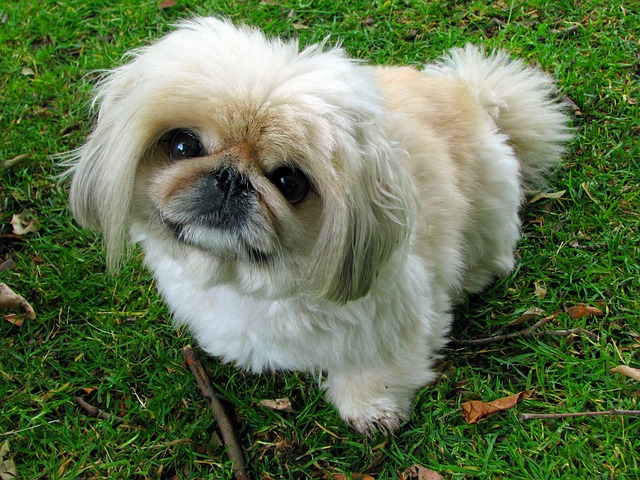 Micro pug: Daily Care Tips