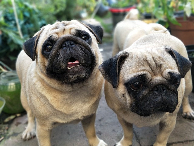 cream pug