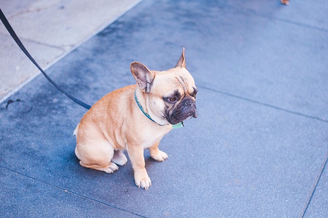 Red pug: How to Feed a Red pug