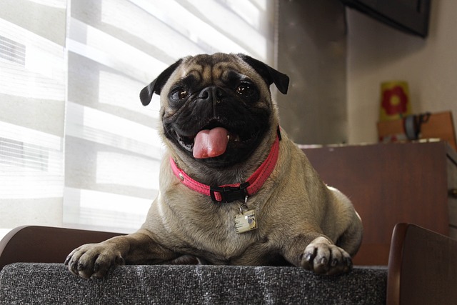 How to Train a Miniature Pug