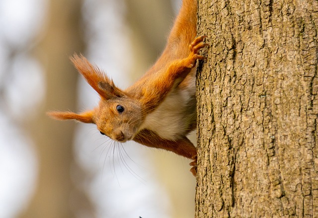 squirrel's nest