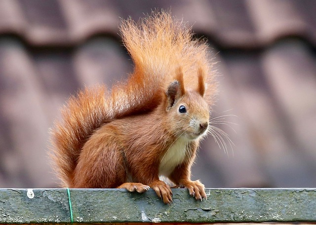 When is the Squirrel Mating Season? Squirrel Breeding插图13