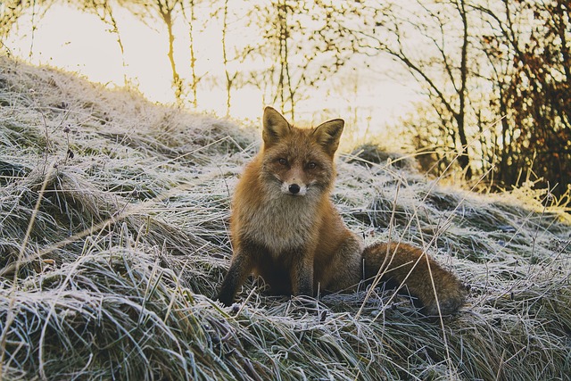 fox and squirrel