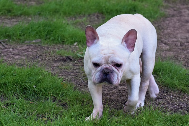 mini french bulldog bully