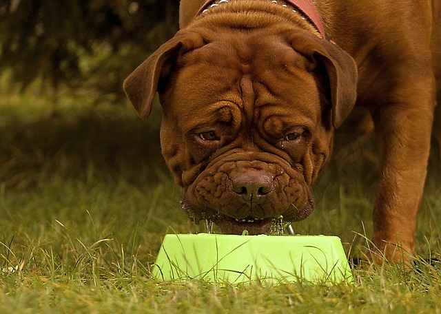 blue adult french bulldog