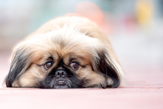 micro pug