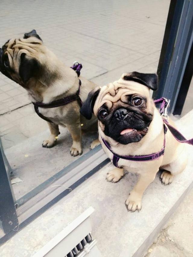 9 Steps to Pick a Healthy and Beautiful Pug Puppies