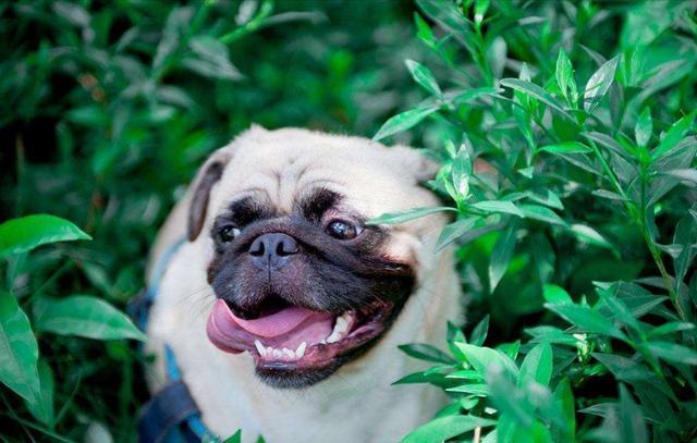 9 Steps to Pick a Healthy and Beautiful Pug Puppies