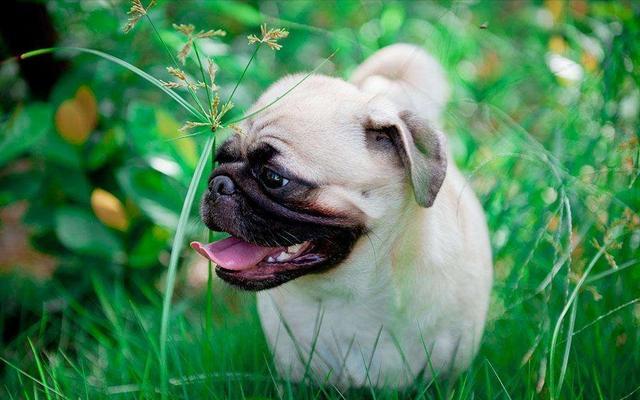 9 Steps to Pick a Healthy and Beautiful Pug Puppies