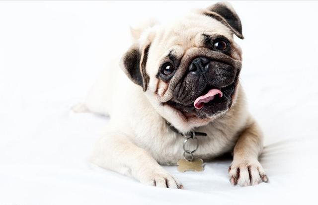 9 Steps to Pick a Healthy and Beautiful Pug Puppies