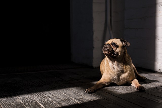 Red pug: How to Feed a Red pug