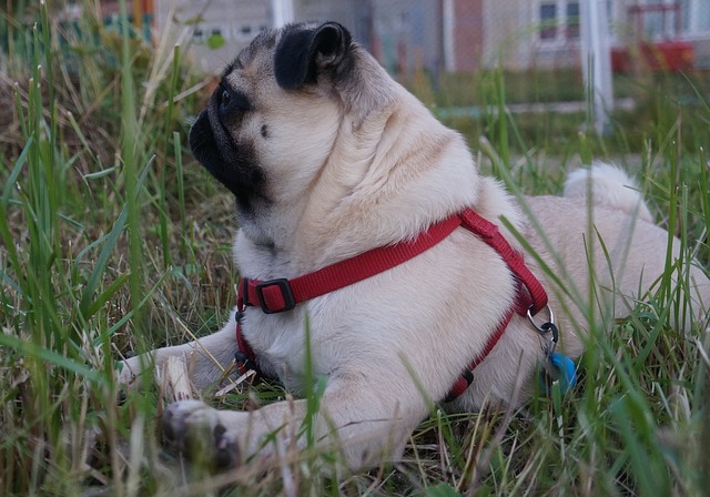 Pug Puppies: Pug Feeding Methods